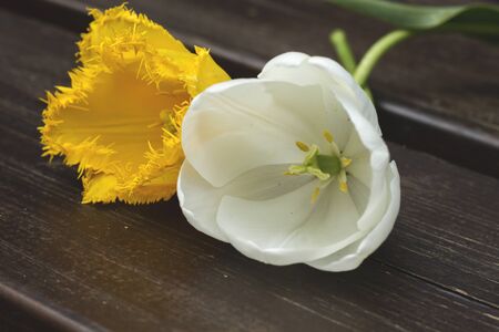 Detail of natural tulip flowersの写真素材