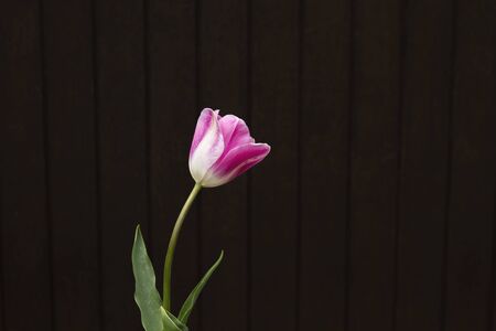 Pink tulip flower and black backdropの写真素材