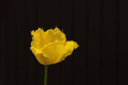 Yellow tulip flower close upの写真素材