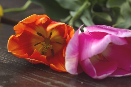 Detail of natural tulip flowersの写真素材