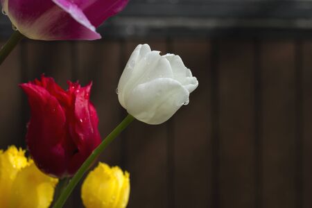 Colorful tulip natural flowers detailの写真素材