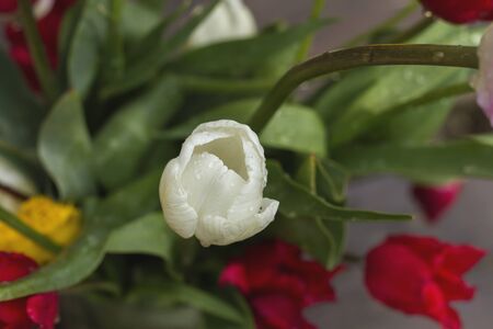 Colorful tulip natural flowers detailの写真素材