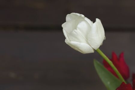 White tulip flower close upの写真素材