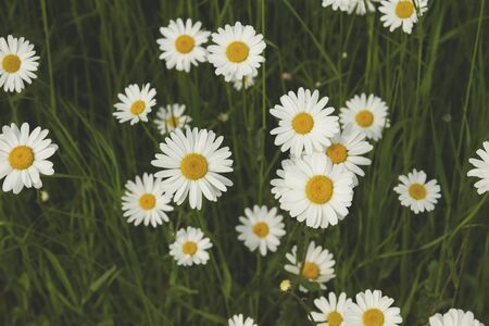 Daisy white flowers blooming in springの写真素材