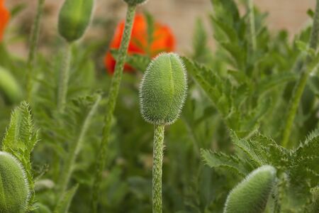 Papaver rhoeas bud close upの写真素材