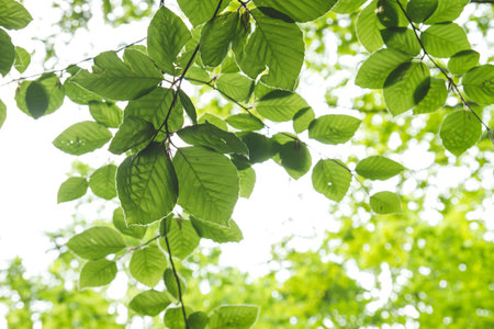 Detail of green beech tree leaves