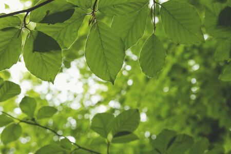 Detail of green beech tree leavesの写真素材