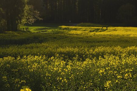 Rapeseed yellow flowers blooming in springの写真素材