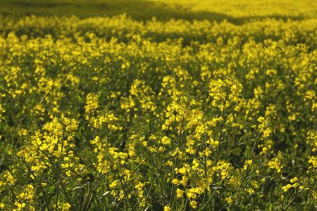 Rapeseed yellow flowers blooming in springの写真素材