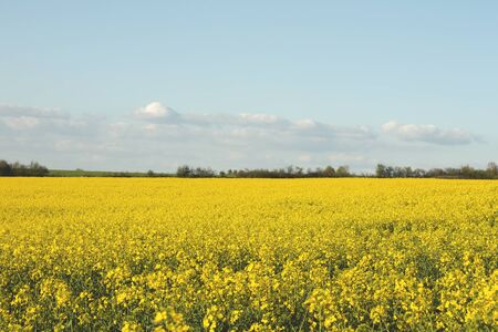 Rapeseed yellow flowers blooming in springの写真素材