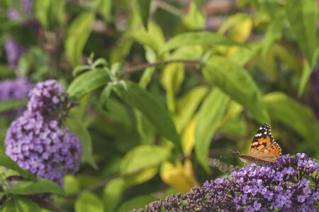 Butterfly on buddleia purple flowersの写真素材