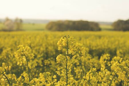 Rapeseed yellow flowers blooming in springの写真素材
