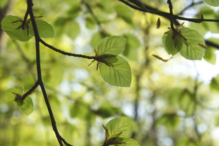 Detail of beech tree green foliageの写真素材
