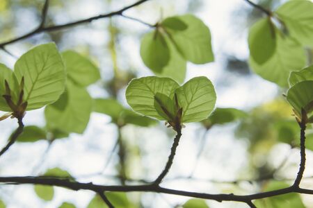 Detail of beech tree green foliageの写真素材