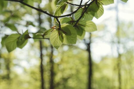 Detail of beech tree green foliageの写真素材