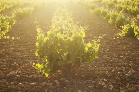 Green vineyard in La Mancha, Spainの写真素材
