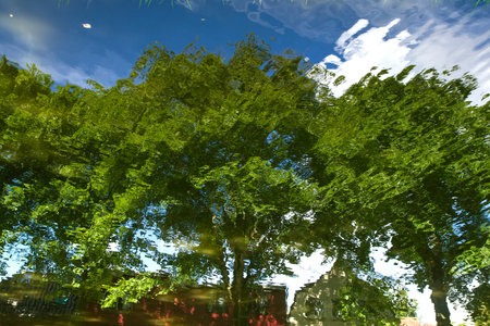 Trees reflecter on the water