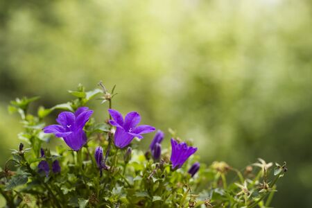Purple campanule flowers blooming in springの写真素材