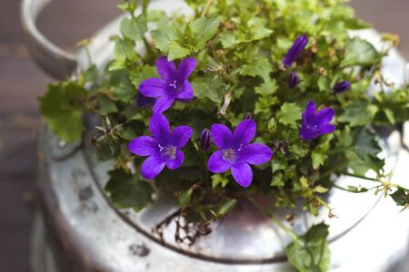 Purple campanule flowers growing in an old potの写真素材