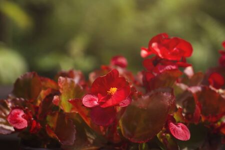 Red begonia flowers blooming in springの写真素材