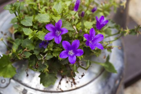 Purple flowers in an old potの写真素材