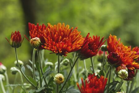 Orange chrisanthemum flowers blooming in springの写真素材