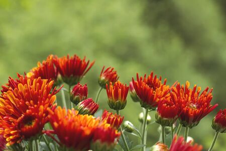 Orange chrisanthemum flowers blooming in springの写真素材