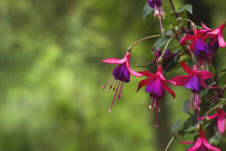Fuchsia flowers blooming in springの写真素材