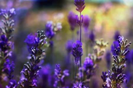 Purple lavender fields in bloomの写真素材