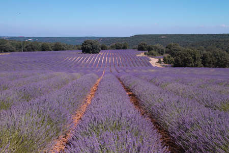 Purple lavender fields in bloomの写真素材