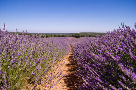 Purple lavender fields in bloomの写真素材