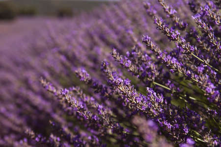 Purple lavender fields in bloomの写真素材