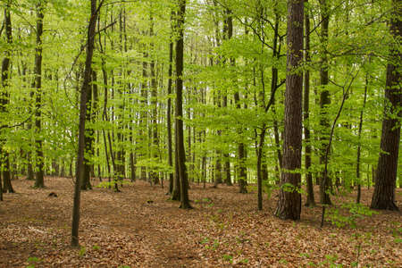 Beech trees woodland in springの写真素材