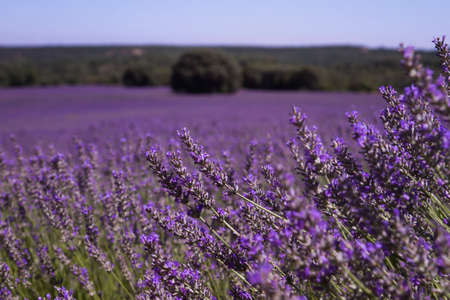 Purple lavender fields in bloomの写真素材