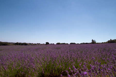 Purple lavender fields in bloomの写真素材
