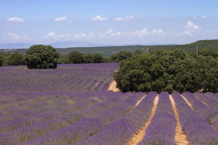 Lavender fields landscape in bloomの写真素材