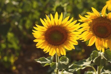 Sunflowers field landscape in bloomの写真素材