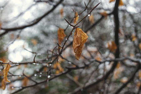 Beech tree deciduous foliage in winterの写真素材
