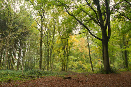 Deciduous woodland landscape in autumnの写真素材