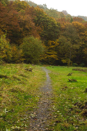 Deciduous woodland landscape in autumnの写真素材