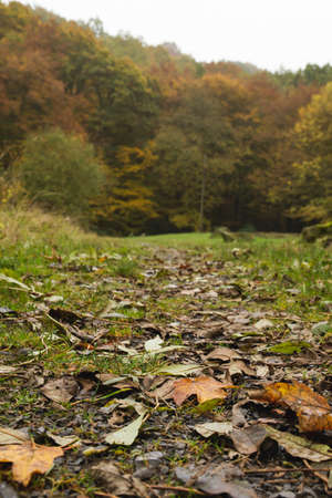 Deciduous woodland landscape in autumnの写真素材