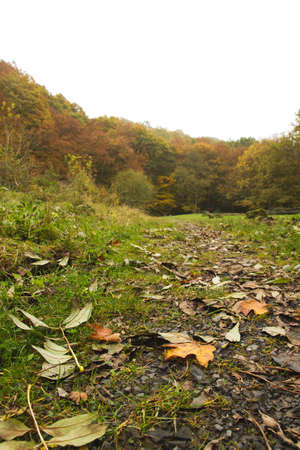 Deciduous woodland landscape in autumnの写真素材