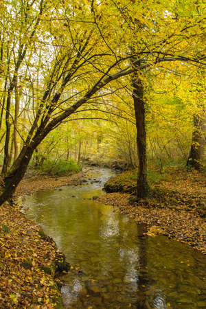 Deciduous woodland landscape in autumnの写真素材