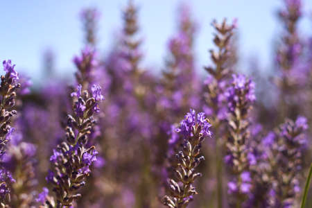 Purple lavender fields in bloomの写真素材
