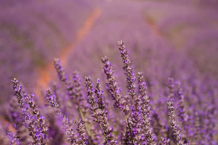 Purple lavender fields in bloomの写真素材