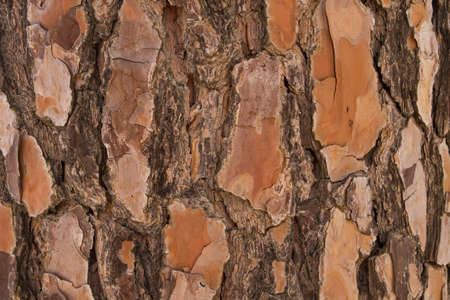 Old tree bark close upの写真素材