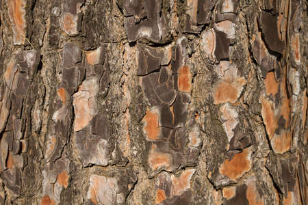 Old tree bark close upの写真素材