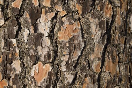 Detail of old tree barkの写真素材