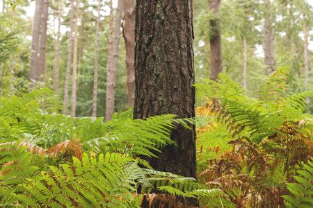 Green ferns in a forestの写真素材