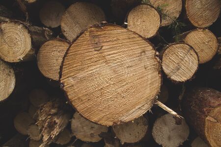 Pile chopped of wood logsの写真素材